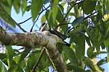 White-browed Shrike-Babblerborder=